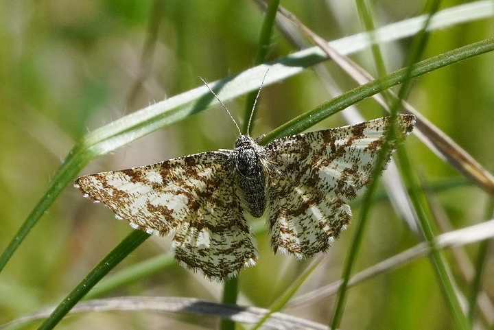 Heliomata glarearia o Ematurga atomaria ? Ematurga atomaria, femmina